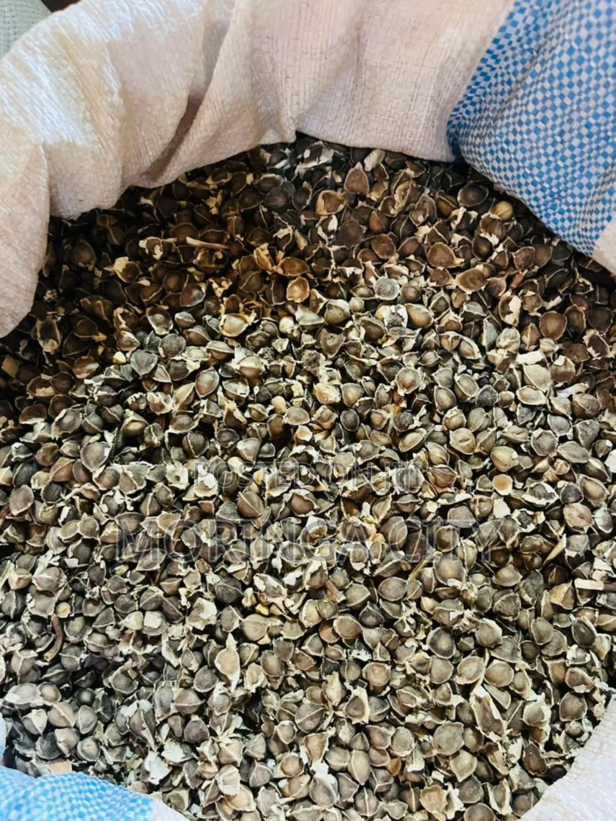 Moringa Seeds 2026 Harvest