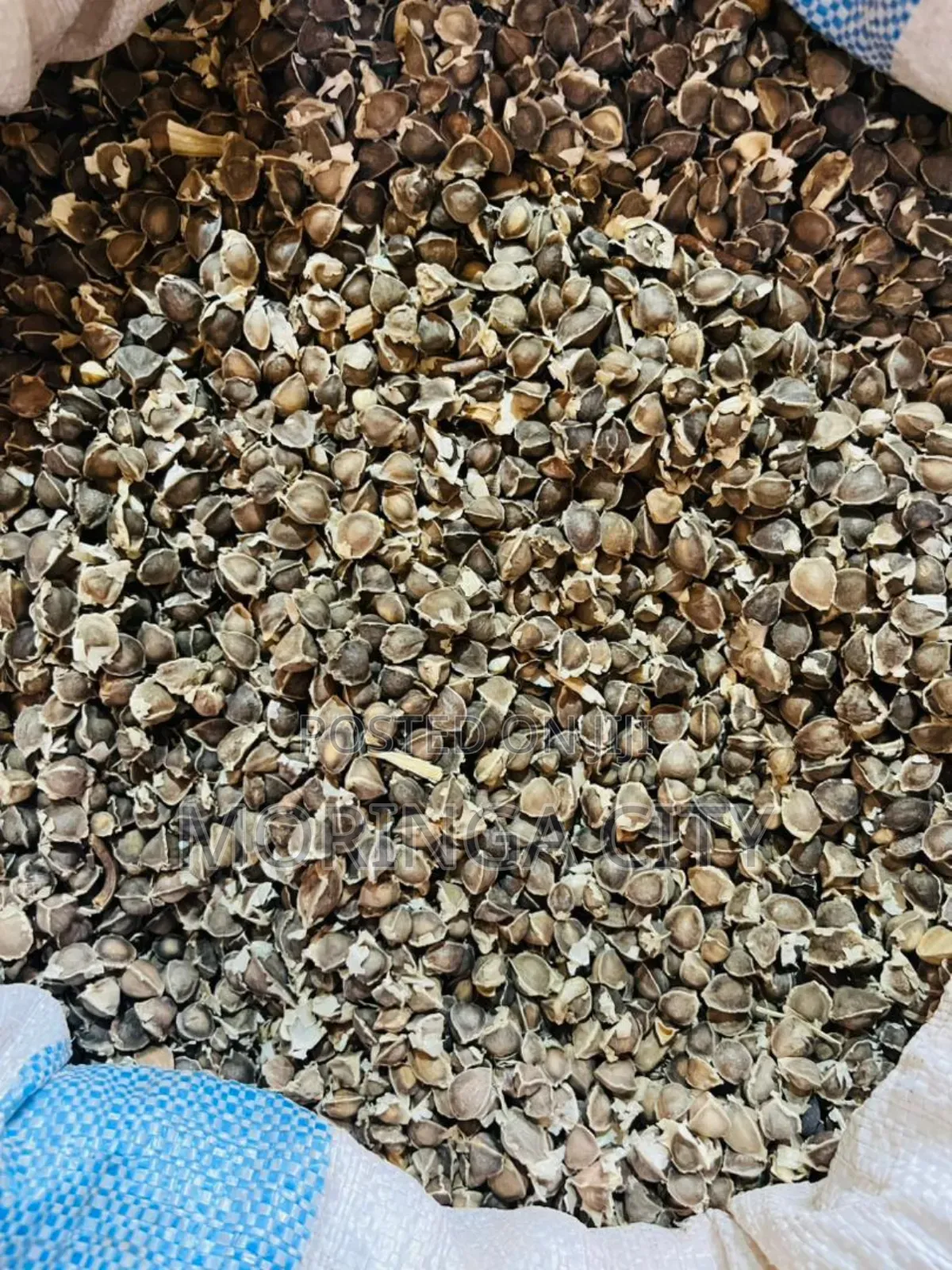Moringa Seeds 2026 Harvest
