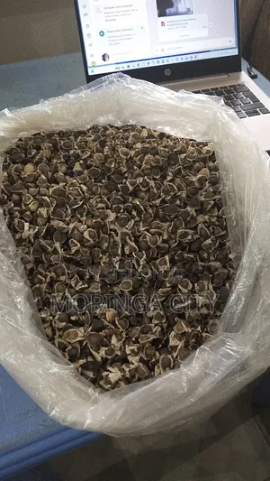 Moringa Oleifera Seeds