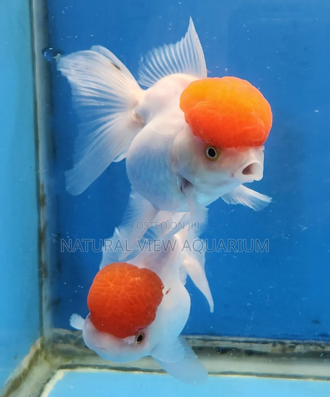 Aquarium Fish