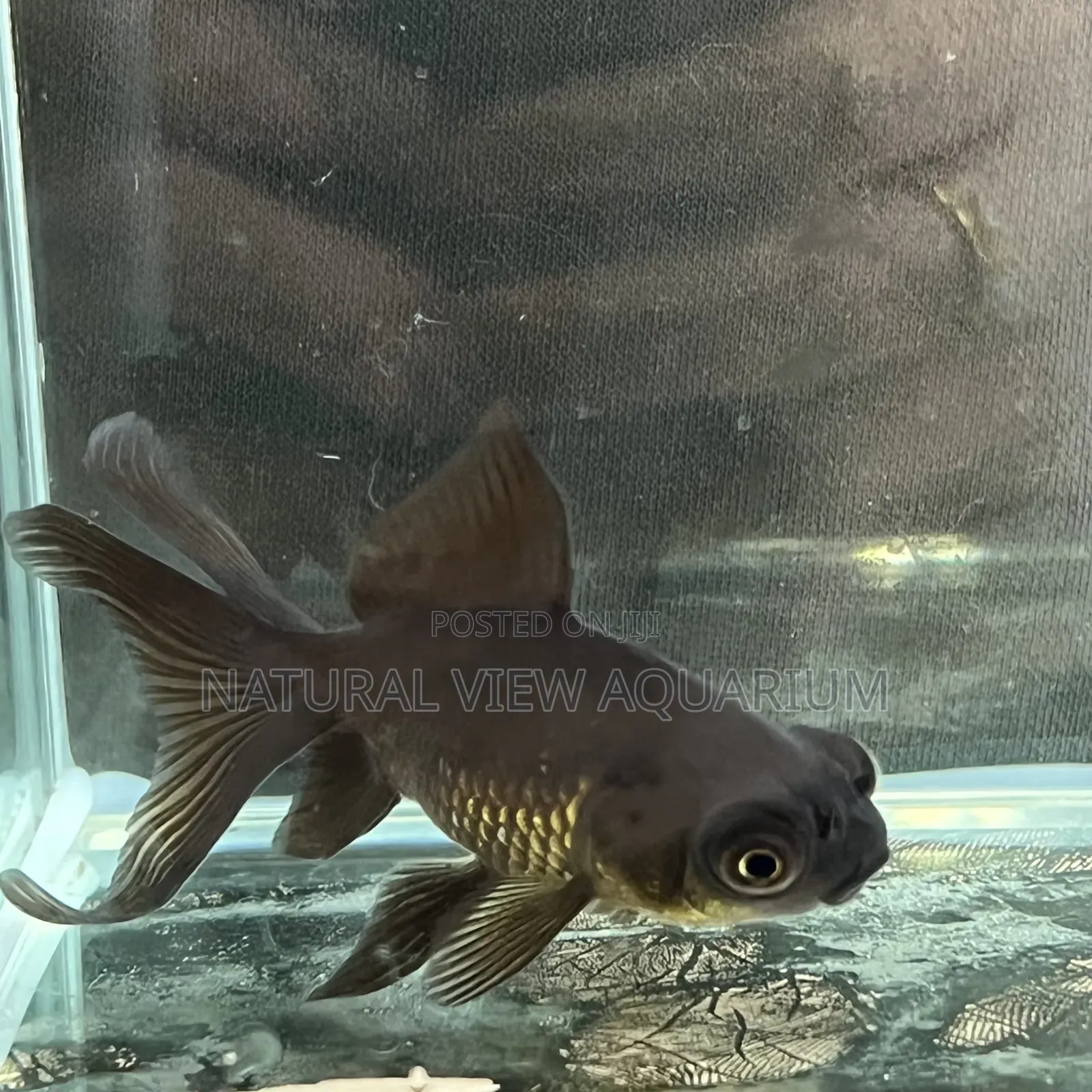 Aquarium Fish