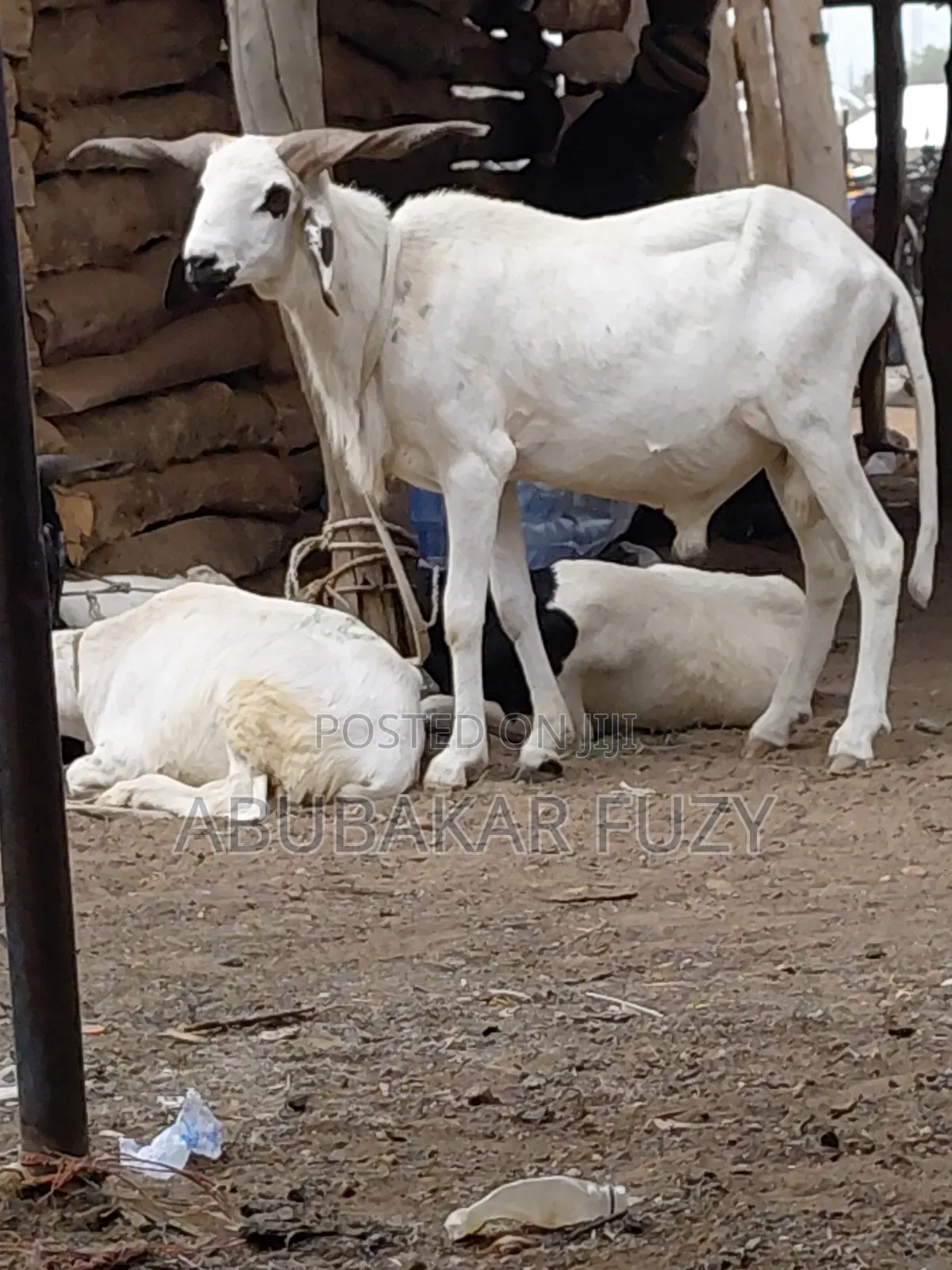 Livestock Market/Sheeps