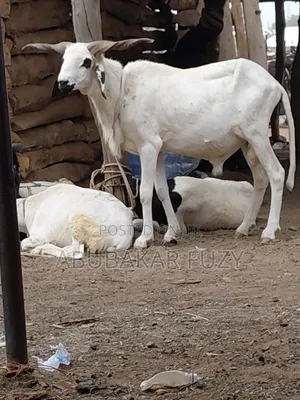 Livestock Market/Sheeps