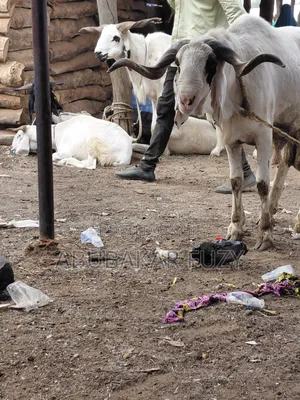 Livestock Market/Sheeps