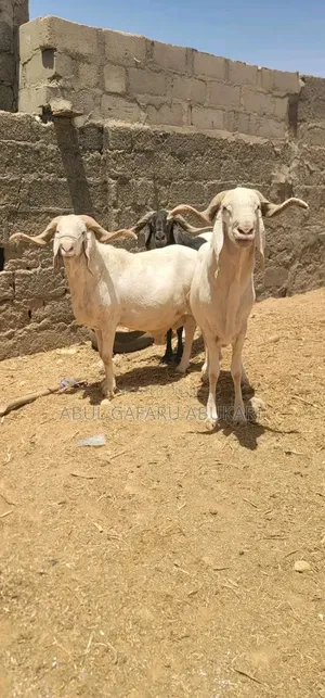 Pure White Rump