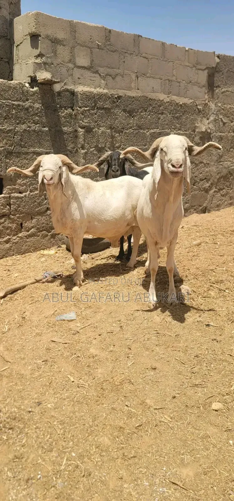 Pure White Rump