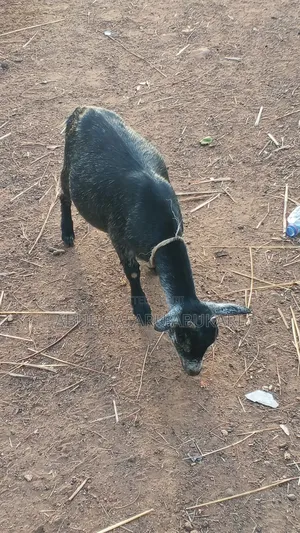 Young Female Goat