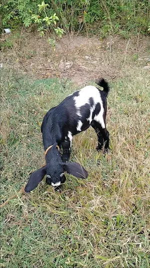 Young Female Goat