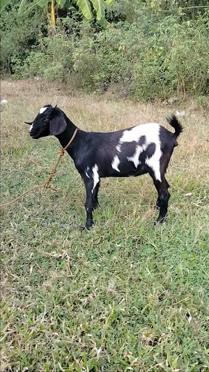 Young Female Goat