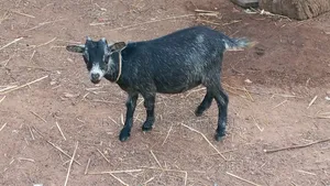 Young Female Goat
