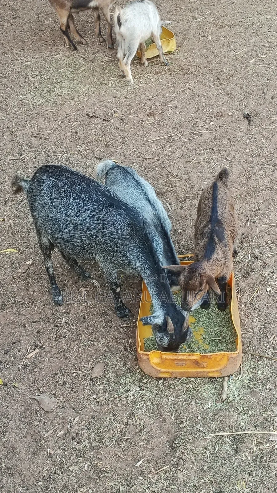 Young Female Goat