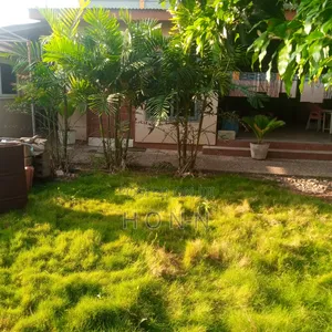 Natural Carpet Green Grass