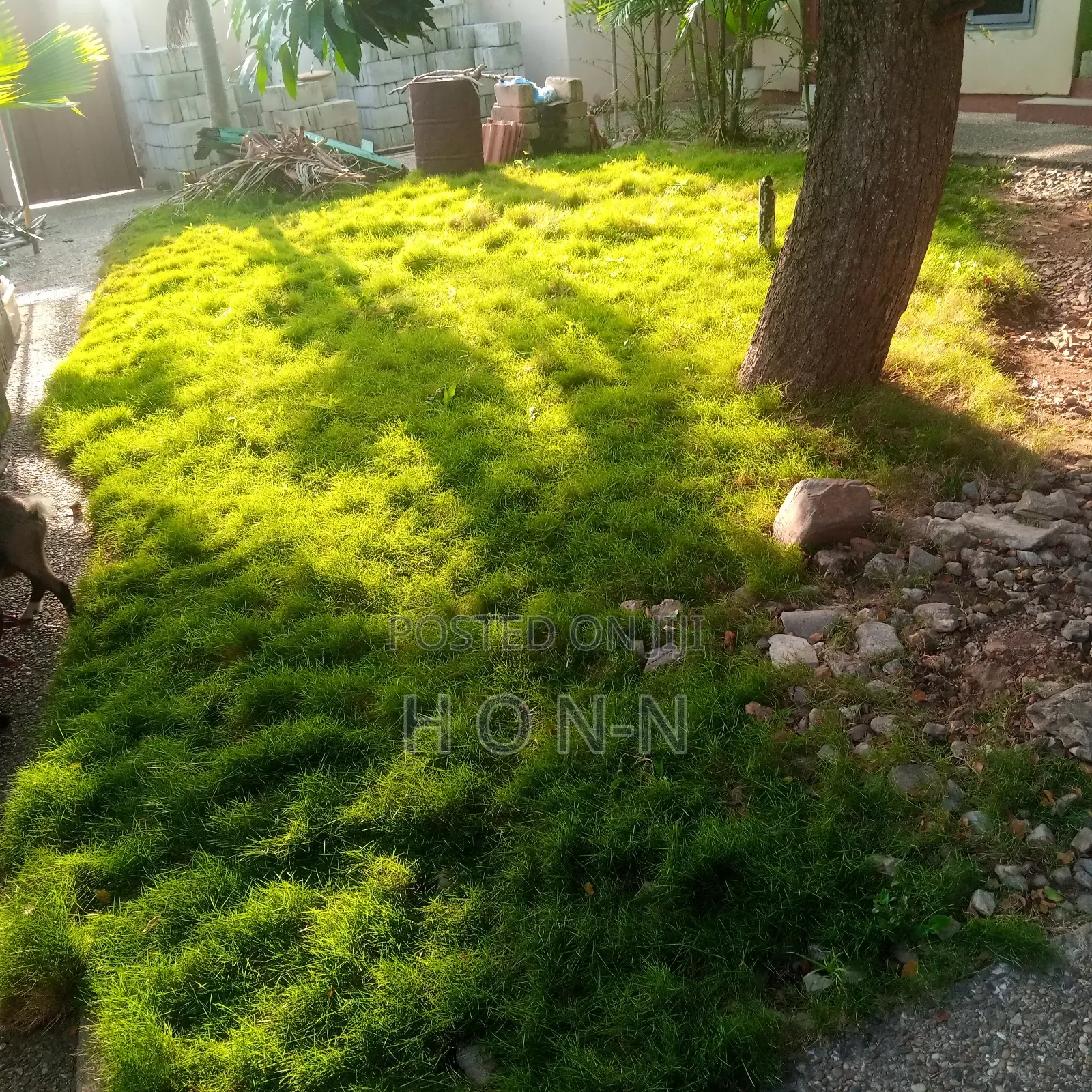 Natural Carpet Green Grass