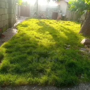 Natural Carpet Green Grass