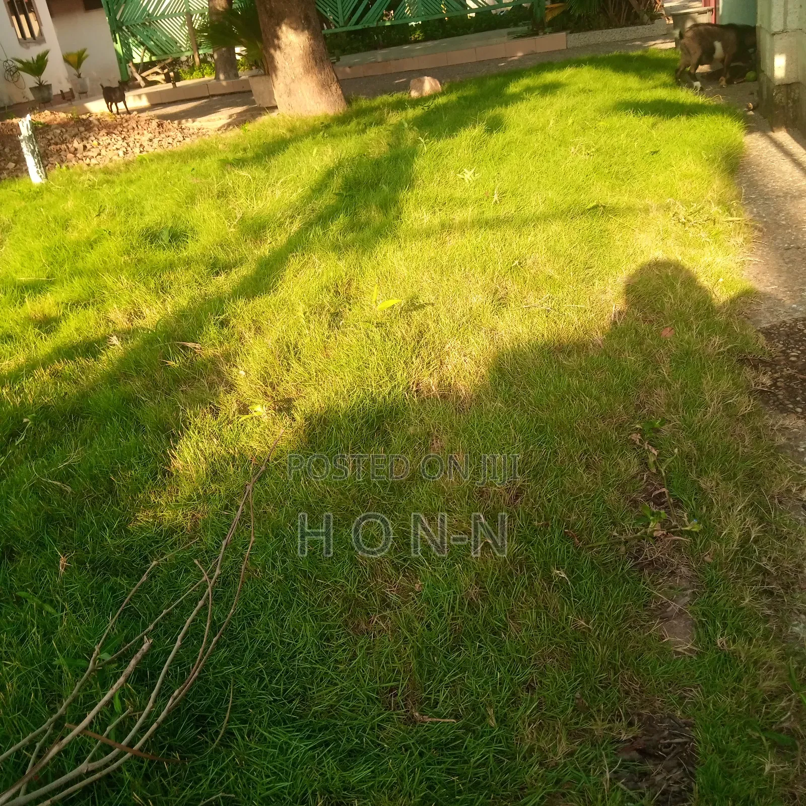 Natural Carpet Green Grass
