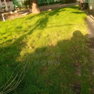 Natural Carpet Green Grass