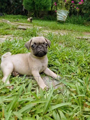 1-3 months Male Purebred Pug