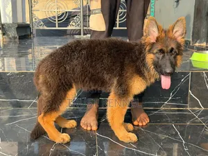 1-3 months Male Purebred German Shepherd