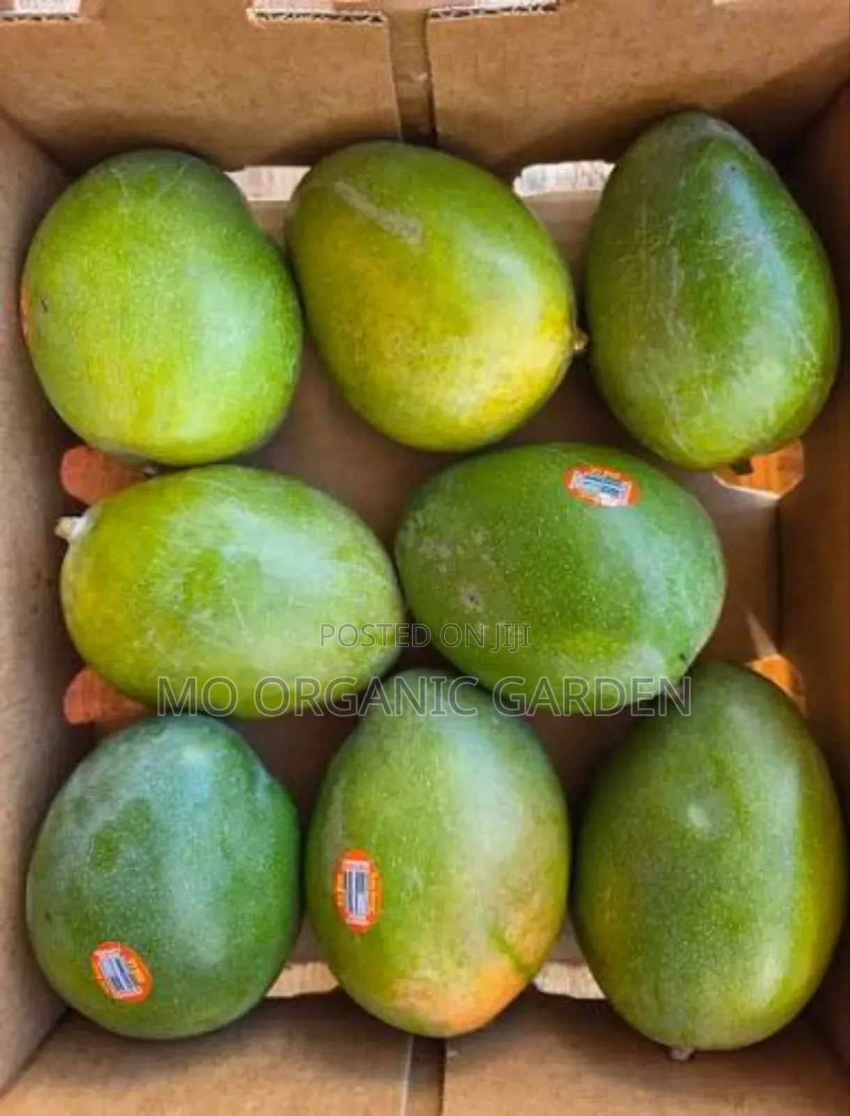 Kiett Mango Seedling/Plant