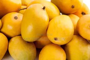 Alphonse Mango Plant Seedling