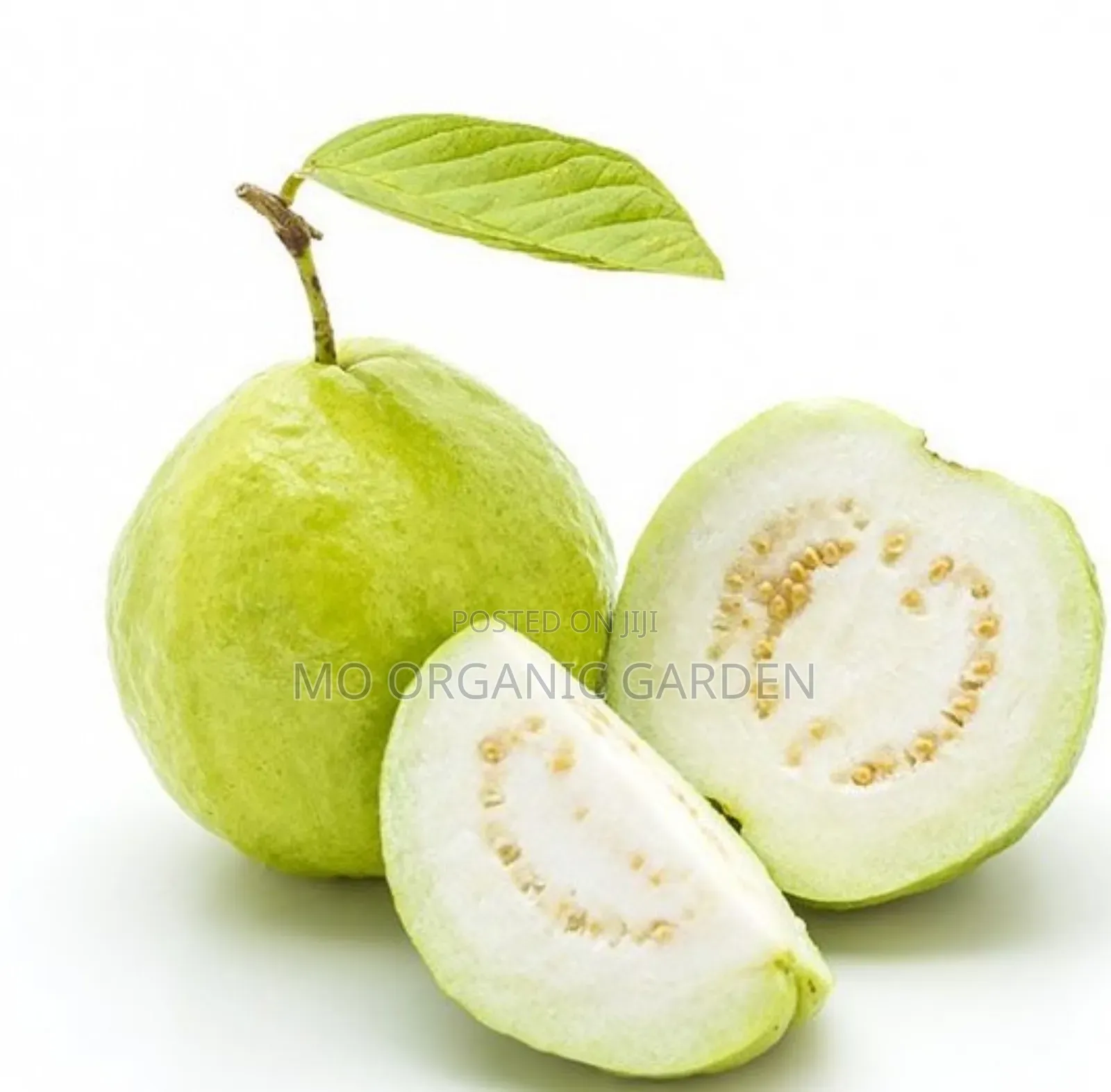 White Jumbo Guava Plant Seedling