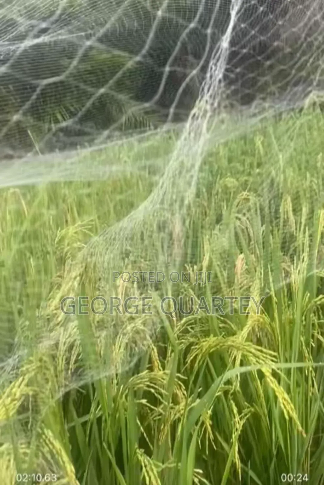Rice Plantation Net