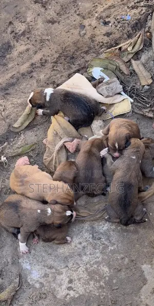 0-1 month Female Mixed Breed Boerboel