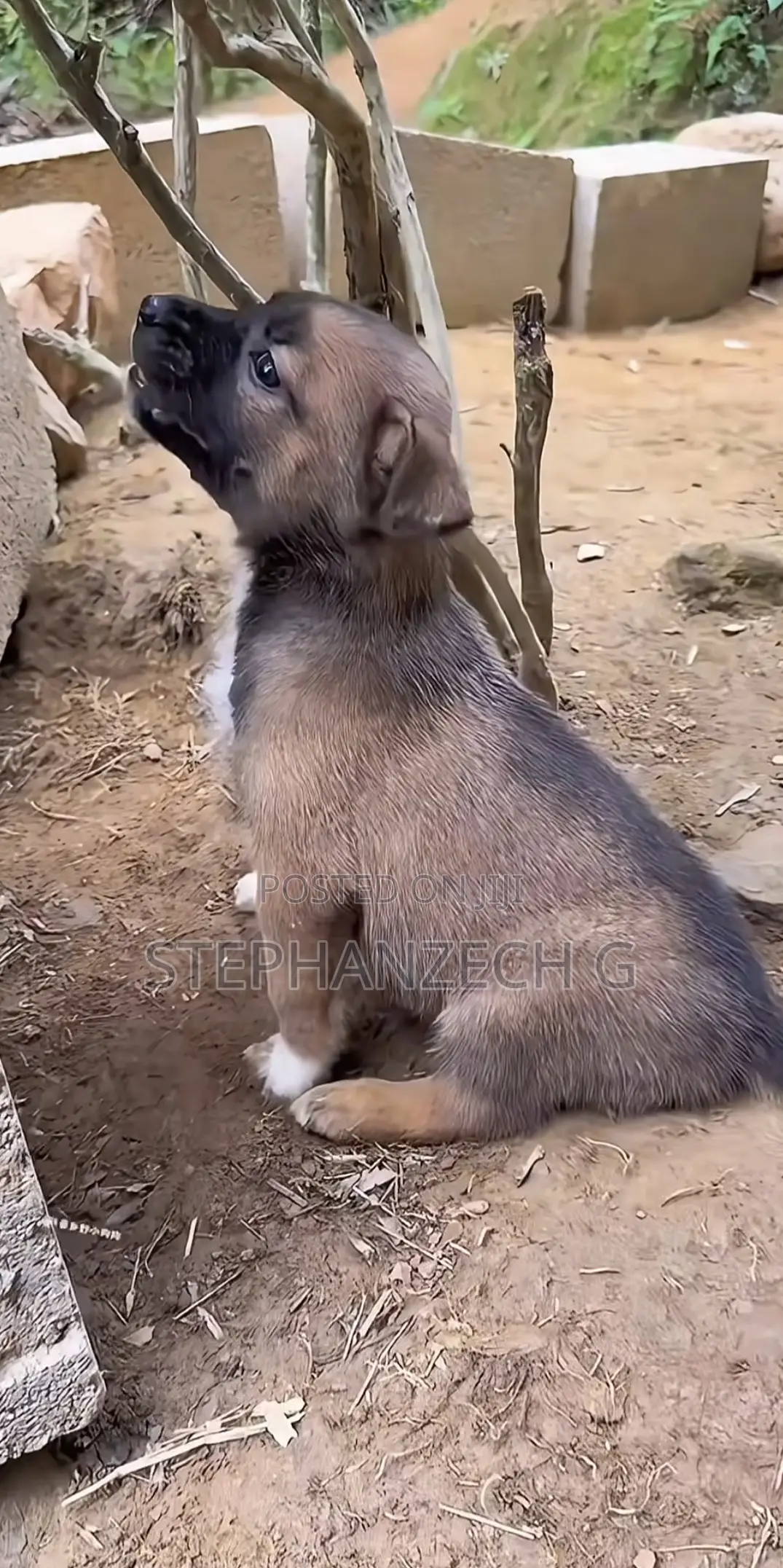 1-3 months Male Mixed Breed German Shepherd