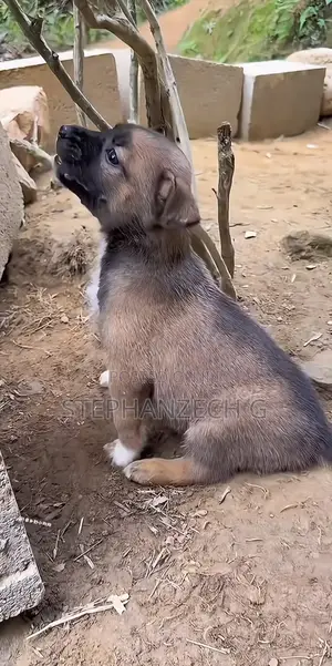 1-3 months Male Mixed Breed German Shepherd