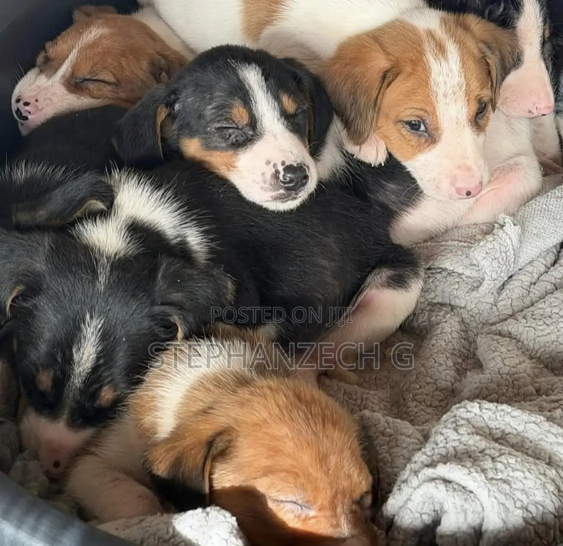 1-3 months Female Mixed Breed German Shepherd