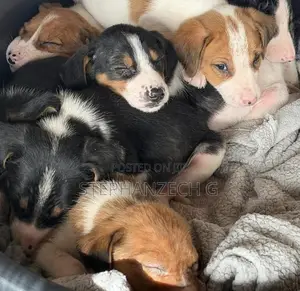 1-3 months Female Mixed Breed German Shepherd