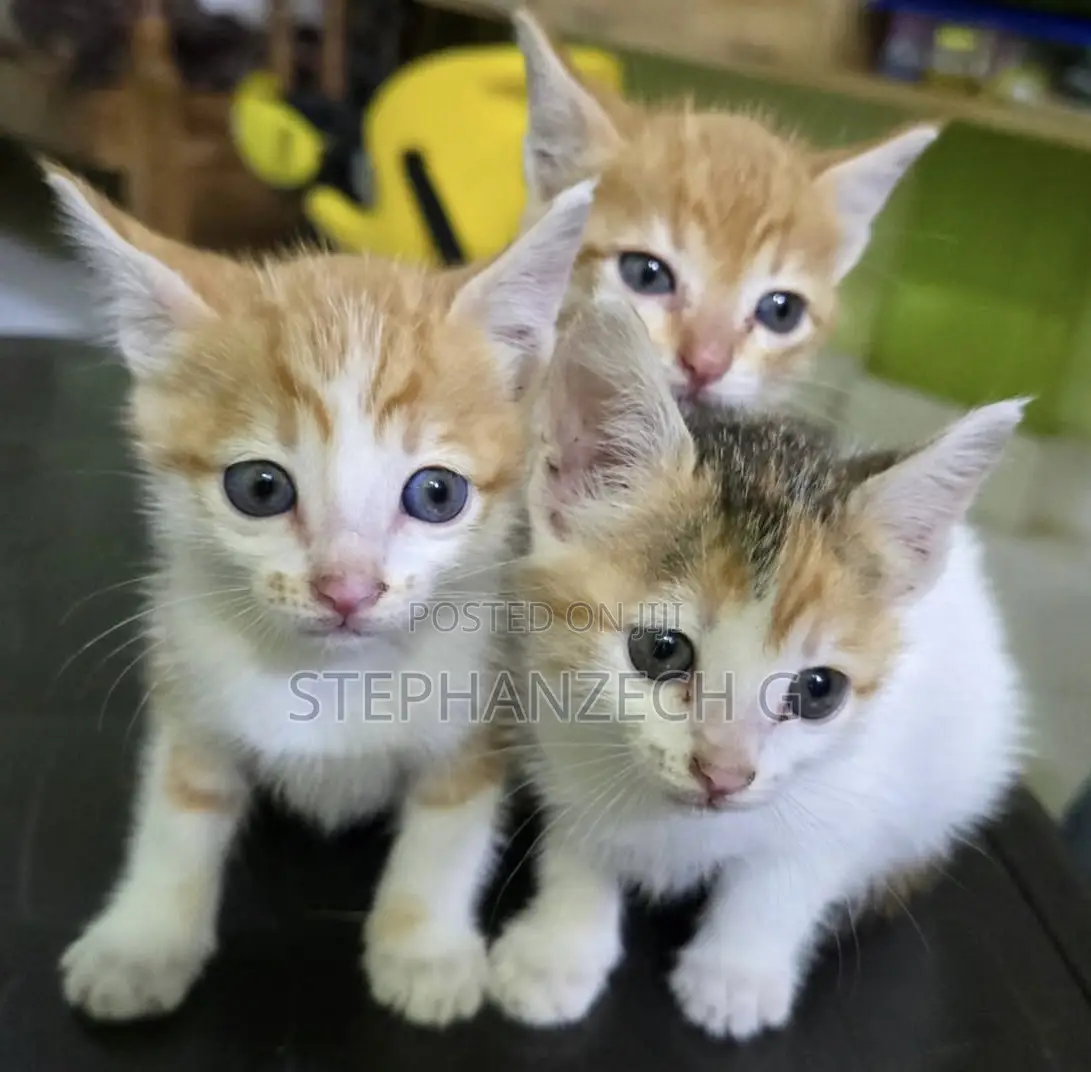 1-3 months Female Mixed Breed American Shorthair