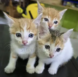1-3 months Female Mixed Breed American Shorthair