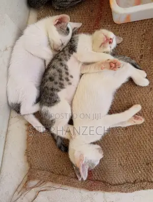 1-3 months Female Mixed Breed American Wirehair