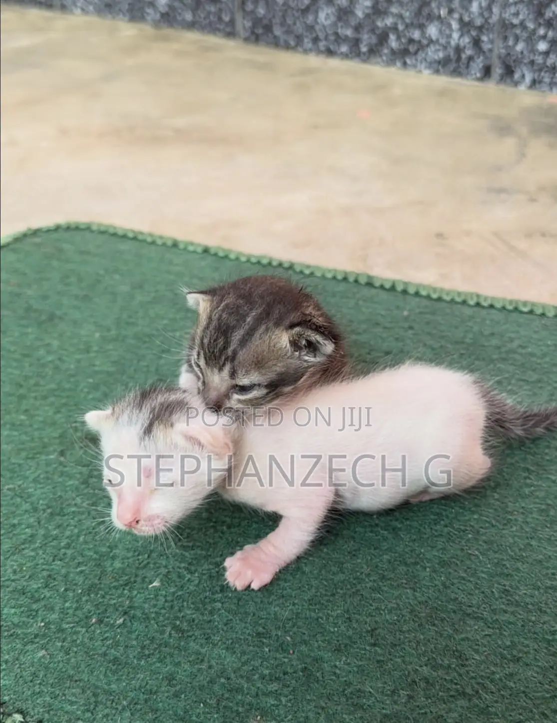 1-3 months Female Mixed Breed American Shorthair