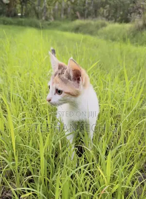 1-3 months Female Mixed Breed American Shorthair