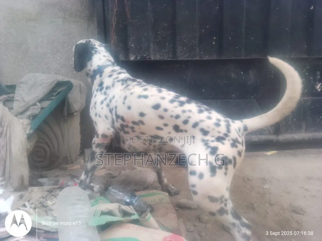 1+ year Male Purebred Great Dane