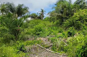 Western Region, Beposo (Dunkwa) _ 10+ Acres Farmland