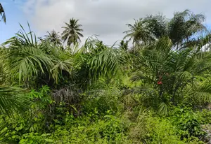 Western Region, Beposo (Dunkwa) _ 10+ Acres Farmland