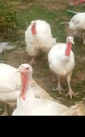 Healthy BBW By