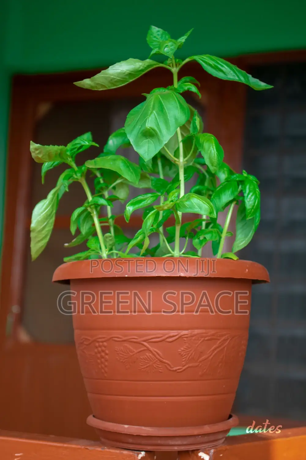 Basil Plant for Sale
