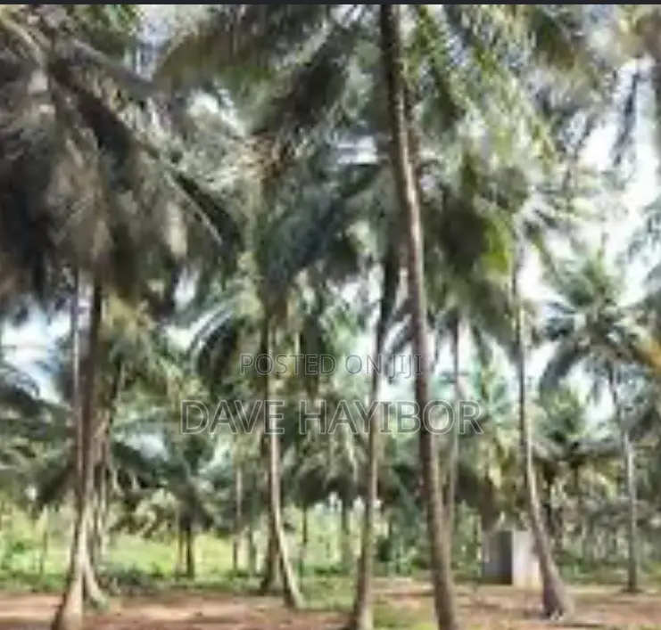 10 Plots of Land at Konkonuru, Near Aburi,