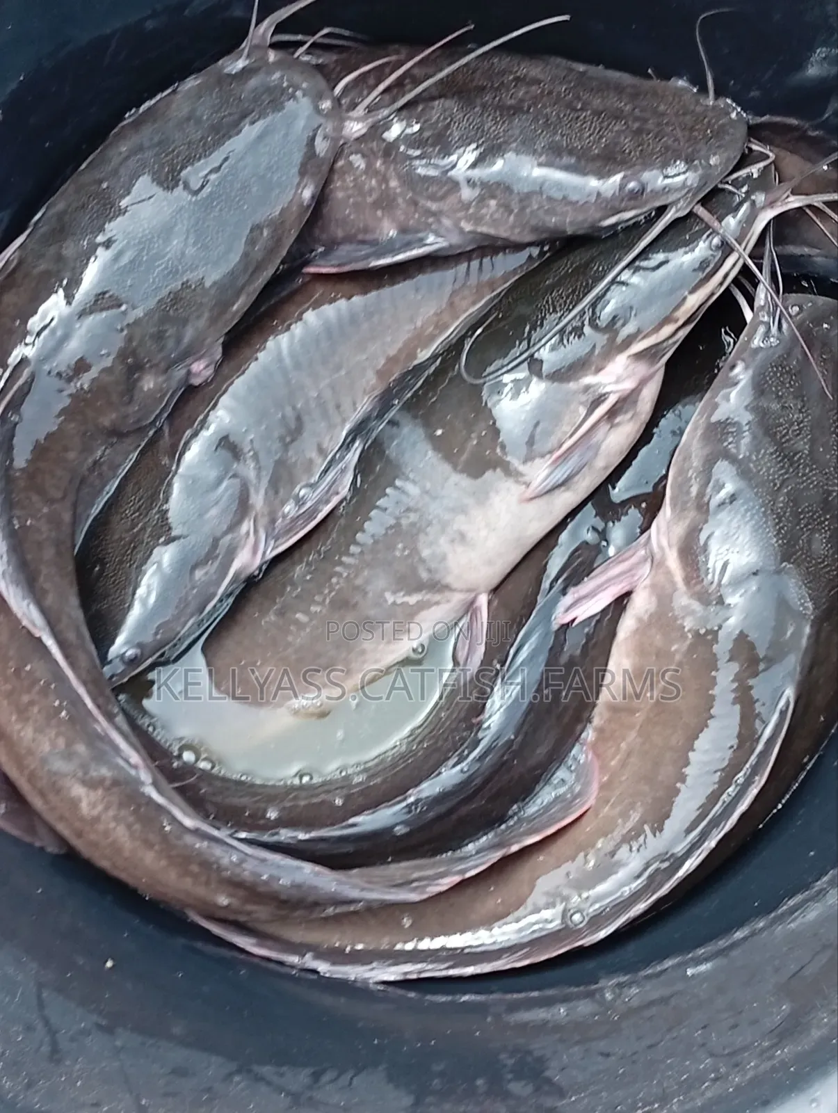 Catfish for Sale