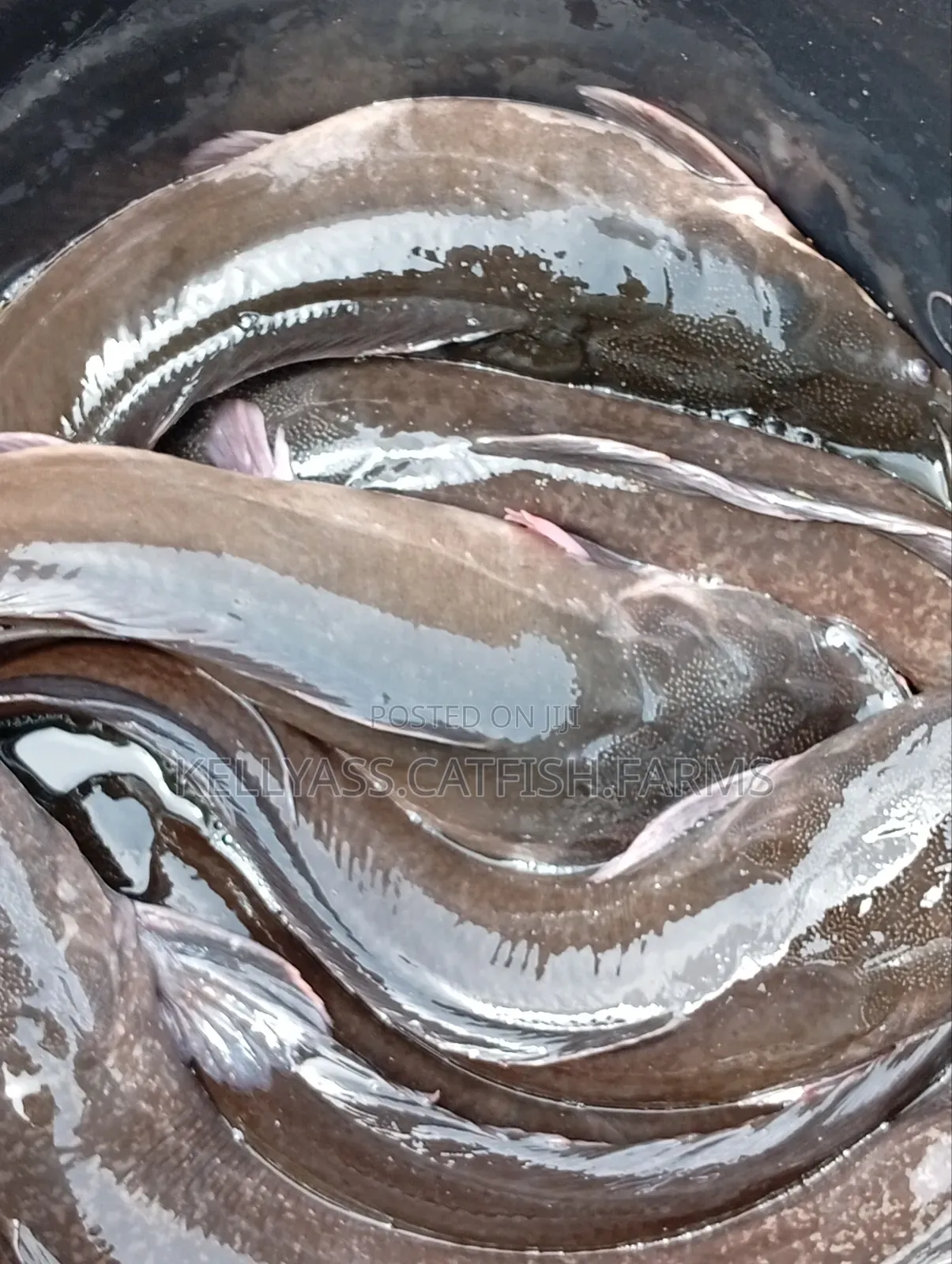 Catfish for Sale