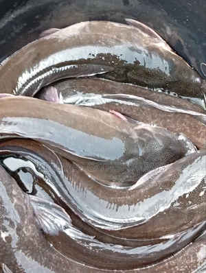 Catfish for Sale