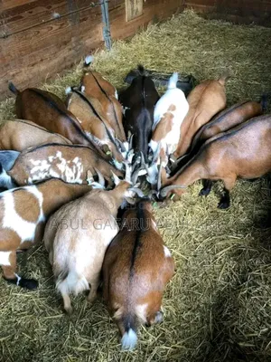 Very Healthy Pregnant Goat