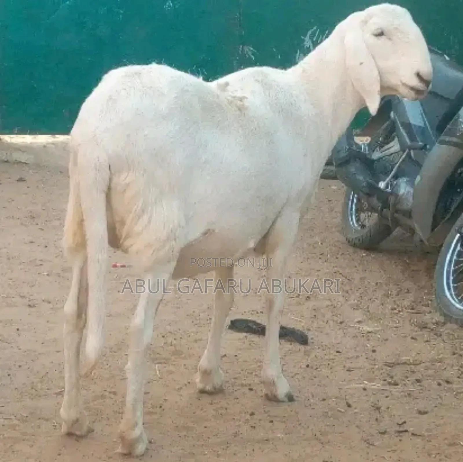Pure Balami Female Sheep