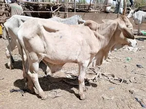 Female Cow's