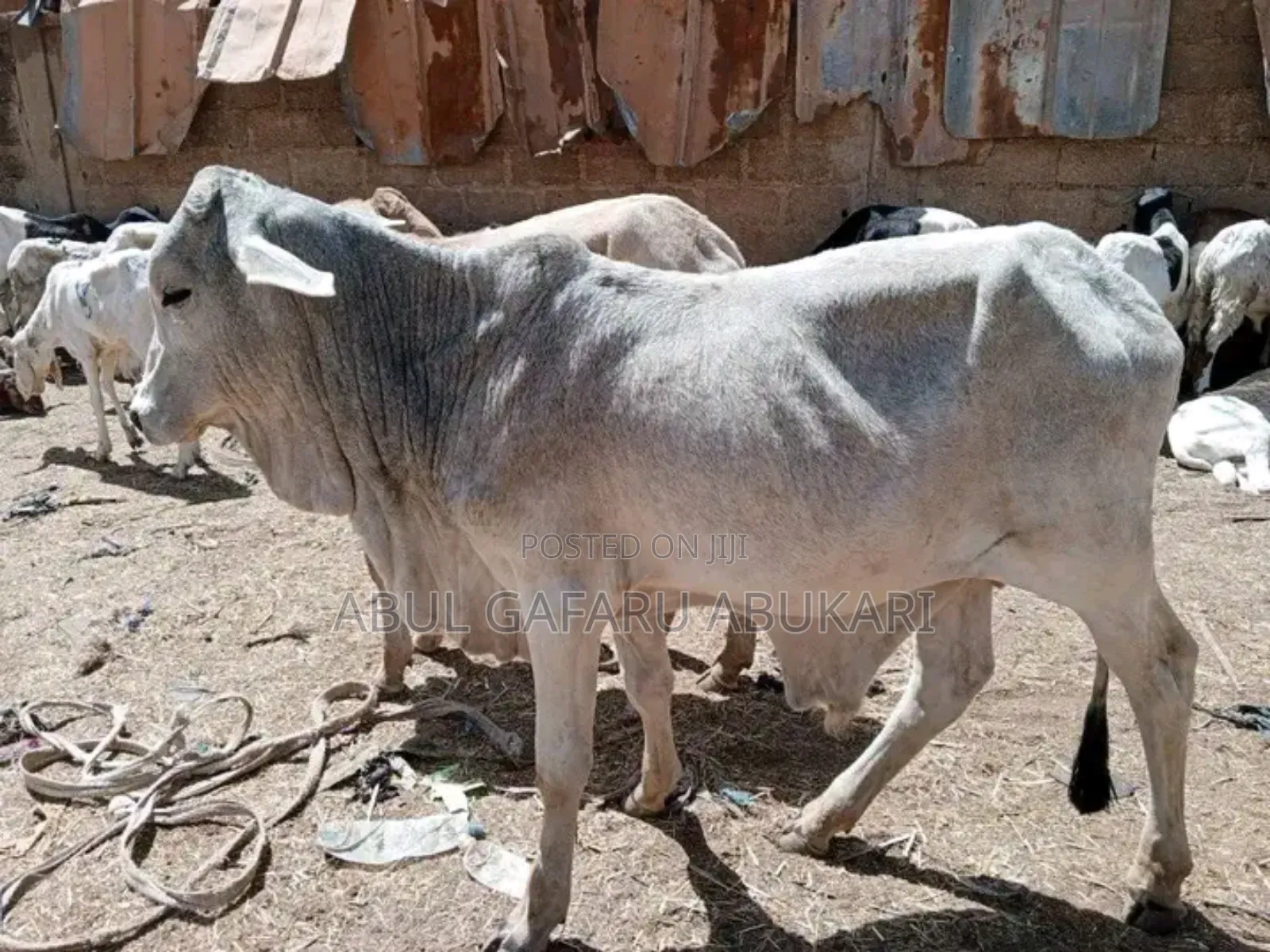 Female Cow's