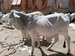 Female Cow's